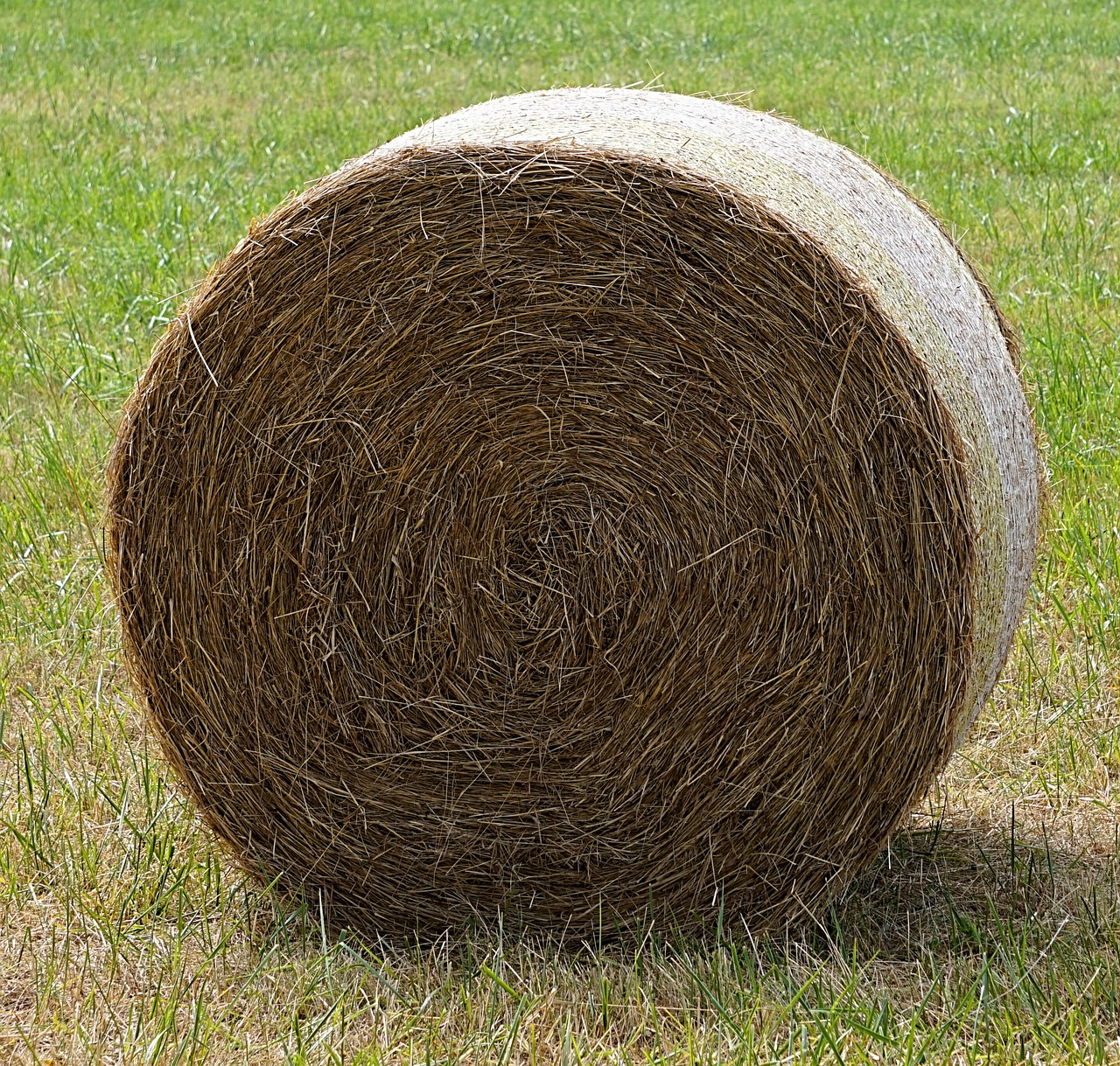 hay  straw  hay bales free photo