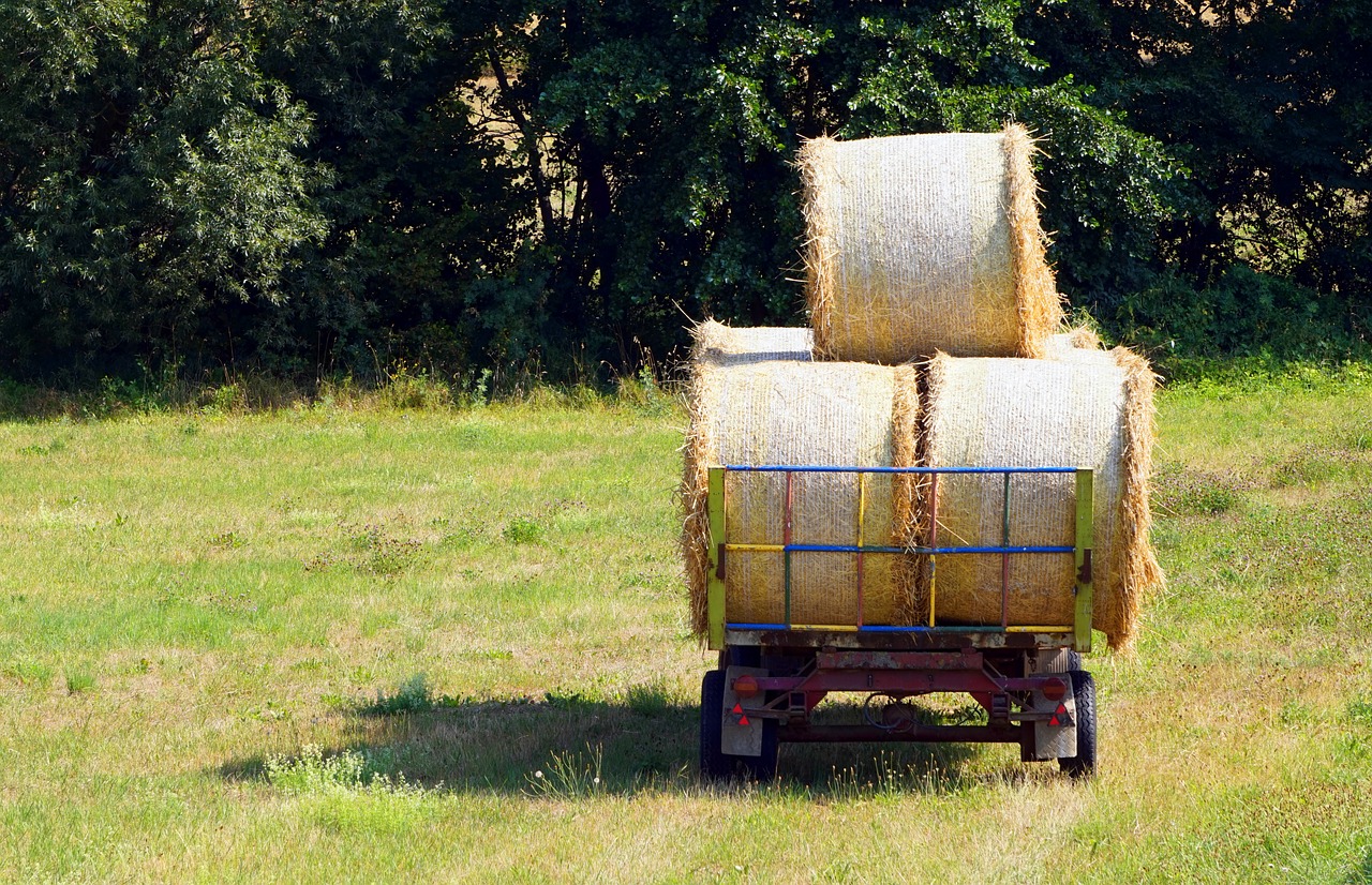 hay  hay bales  summer free photo