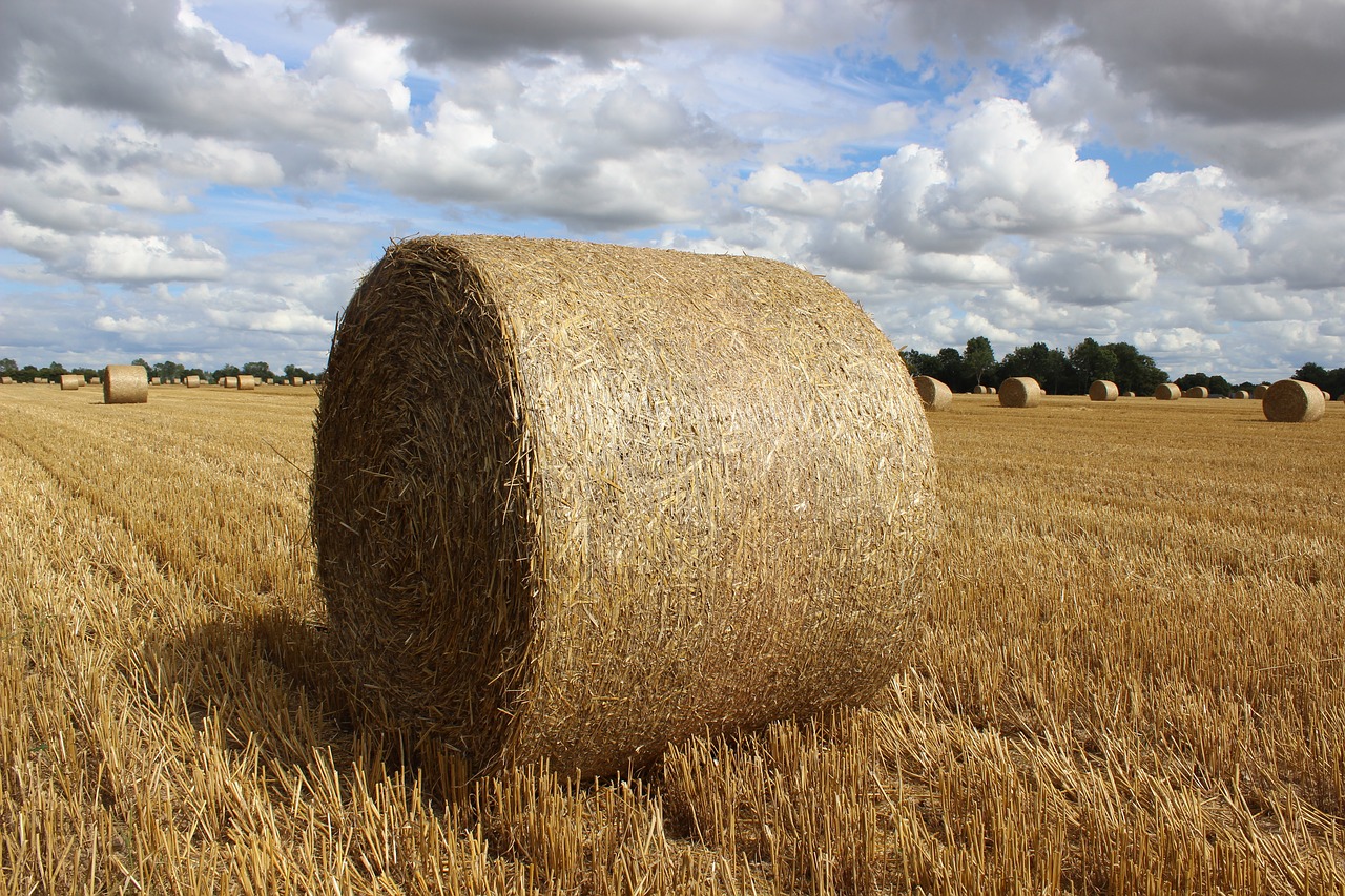 hay  harvest  field free photo