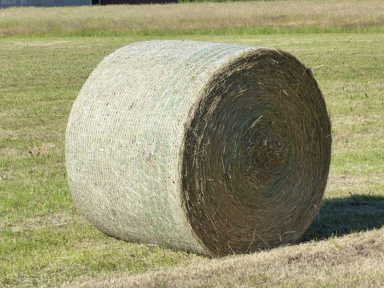 hay  bal  grass free photo