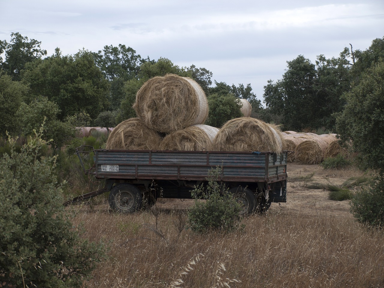 hay  forage  rolls of hay free photo