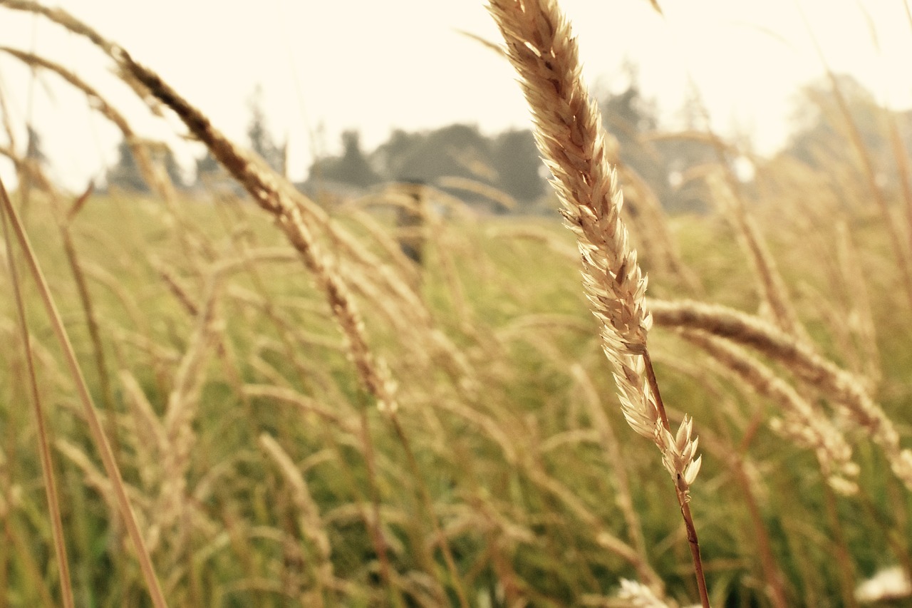 hay  field  yellow free photo