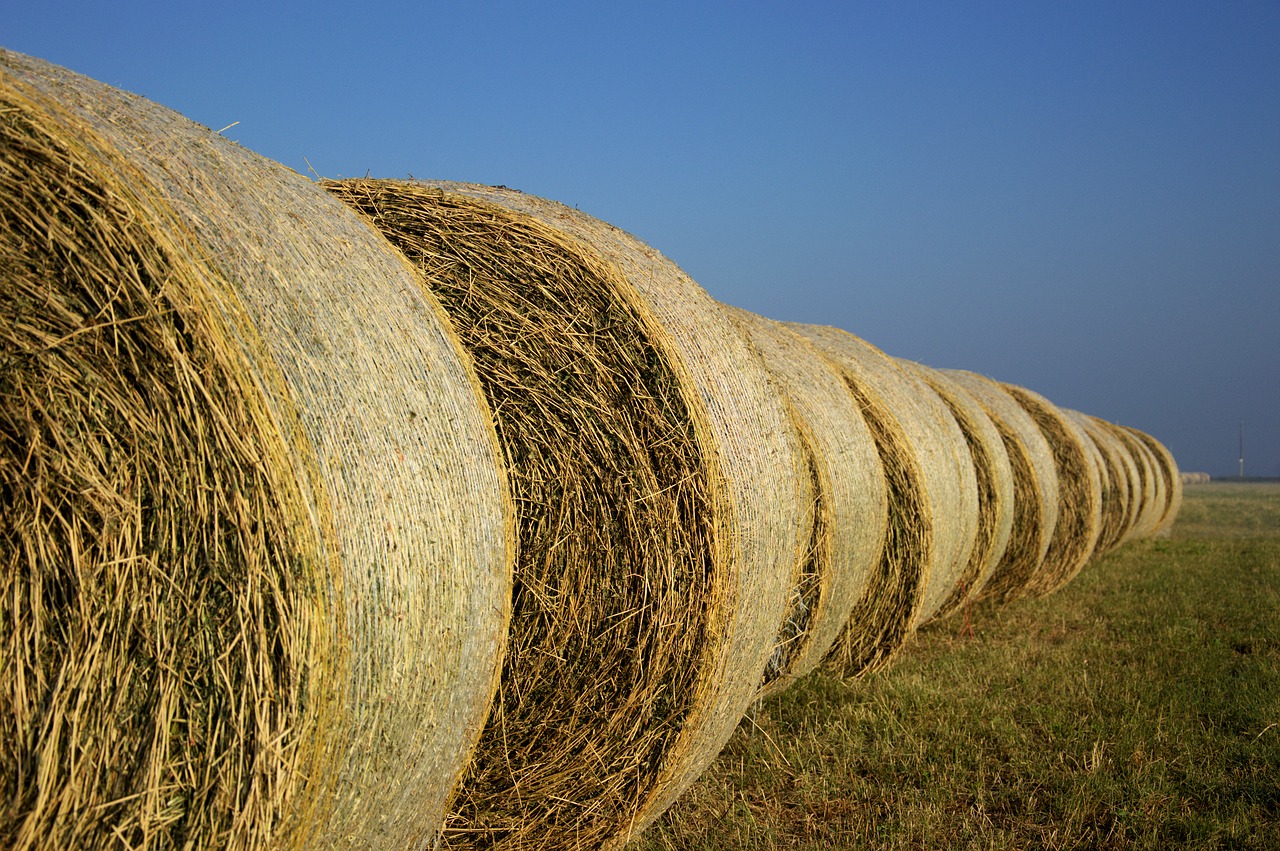 hay  field  nature free photo