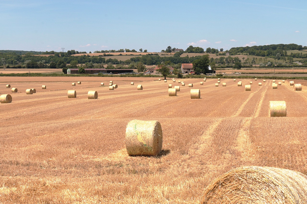 hay forage field free photo