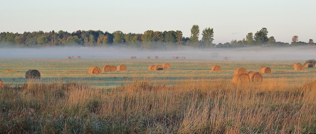 hay  field  agriculture free photo