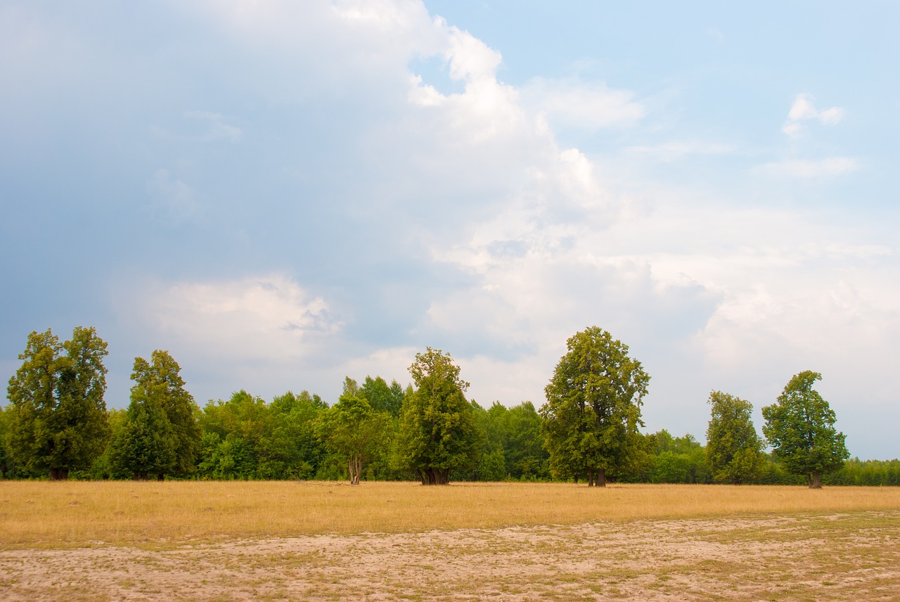 hay  trees  summer free photo