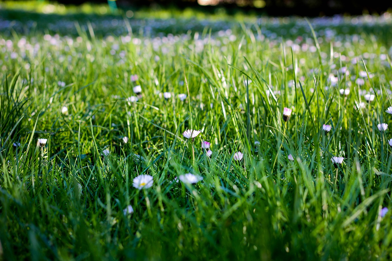 hay  prairie  turf free photo