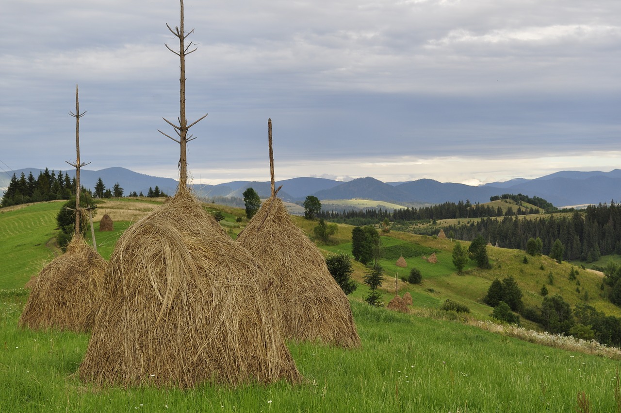 hay  summer  the carpathians free photo