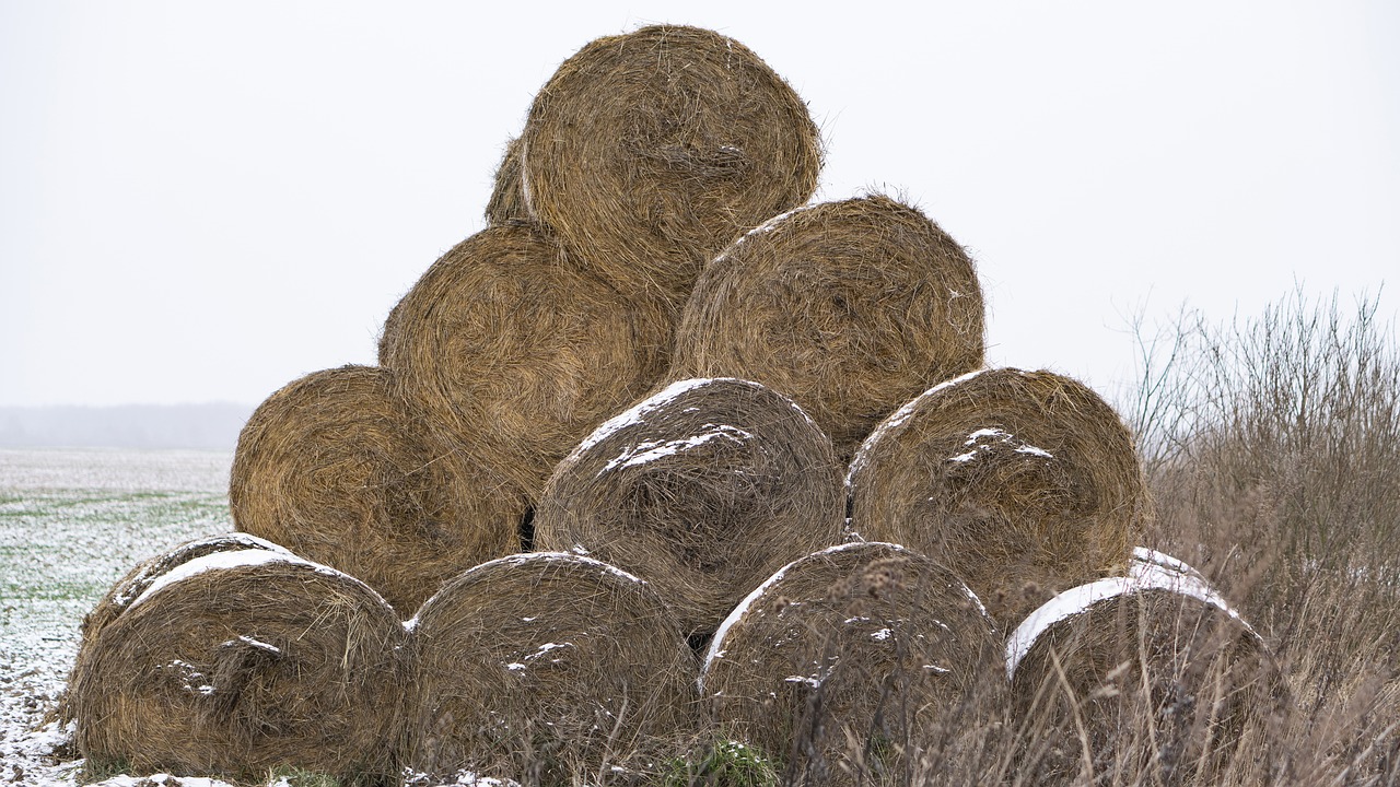 hay  bale  winter free photo
