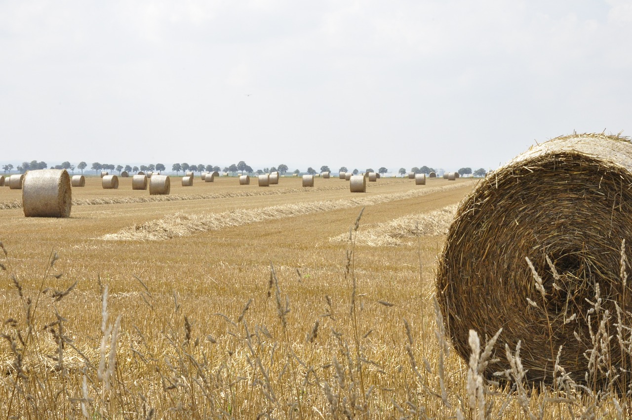 hay  landscape  field free photo