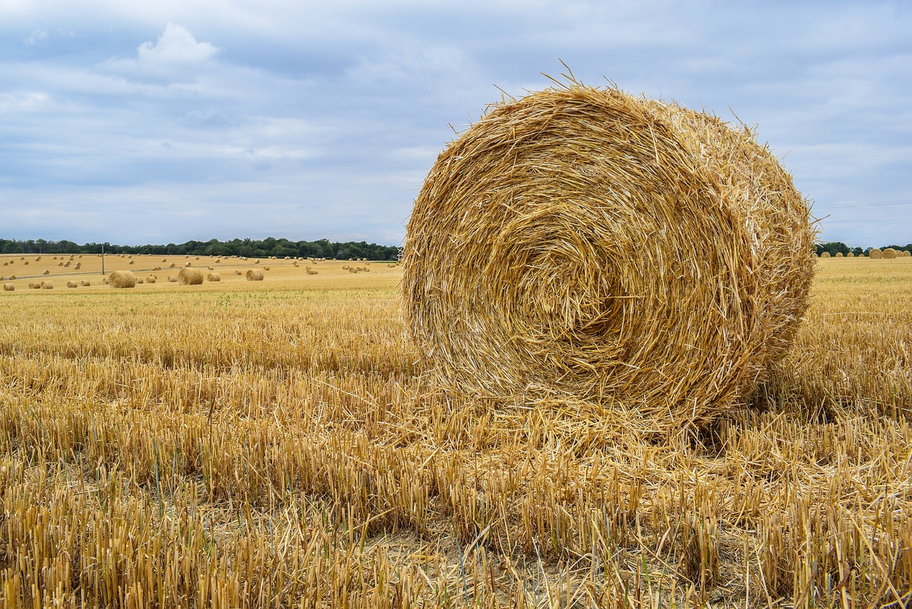 hay  hay bale  landscape free photo
