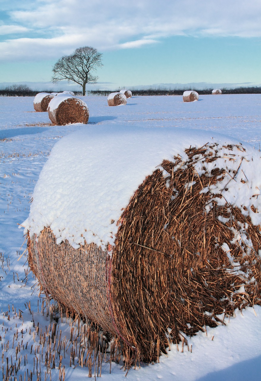 hay bale straw free photo