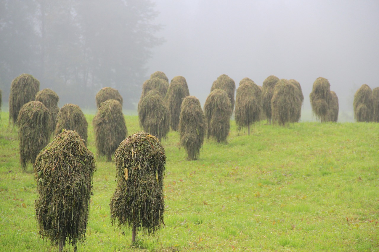 hay straw grass free photo