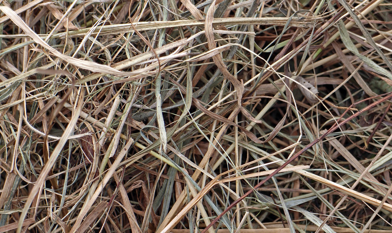 hay dry dried free photo