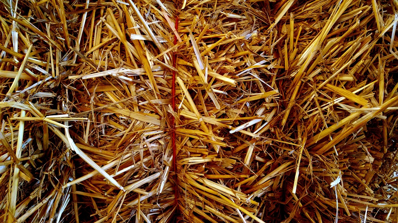 hay harvest texture free photo