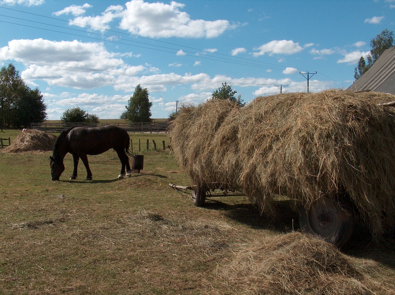 hay landscape the horse free photo