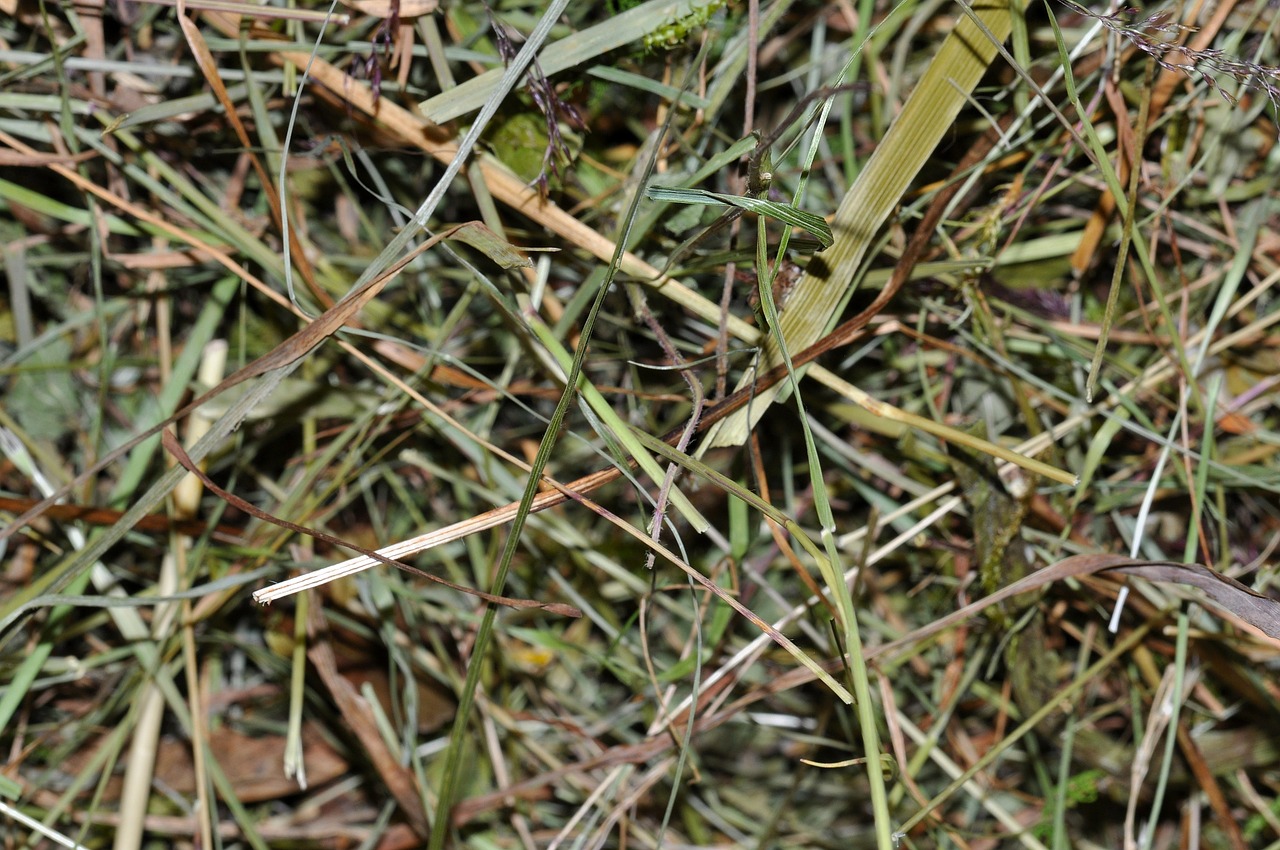 hay dried grass close free photo