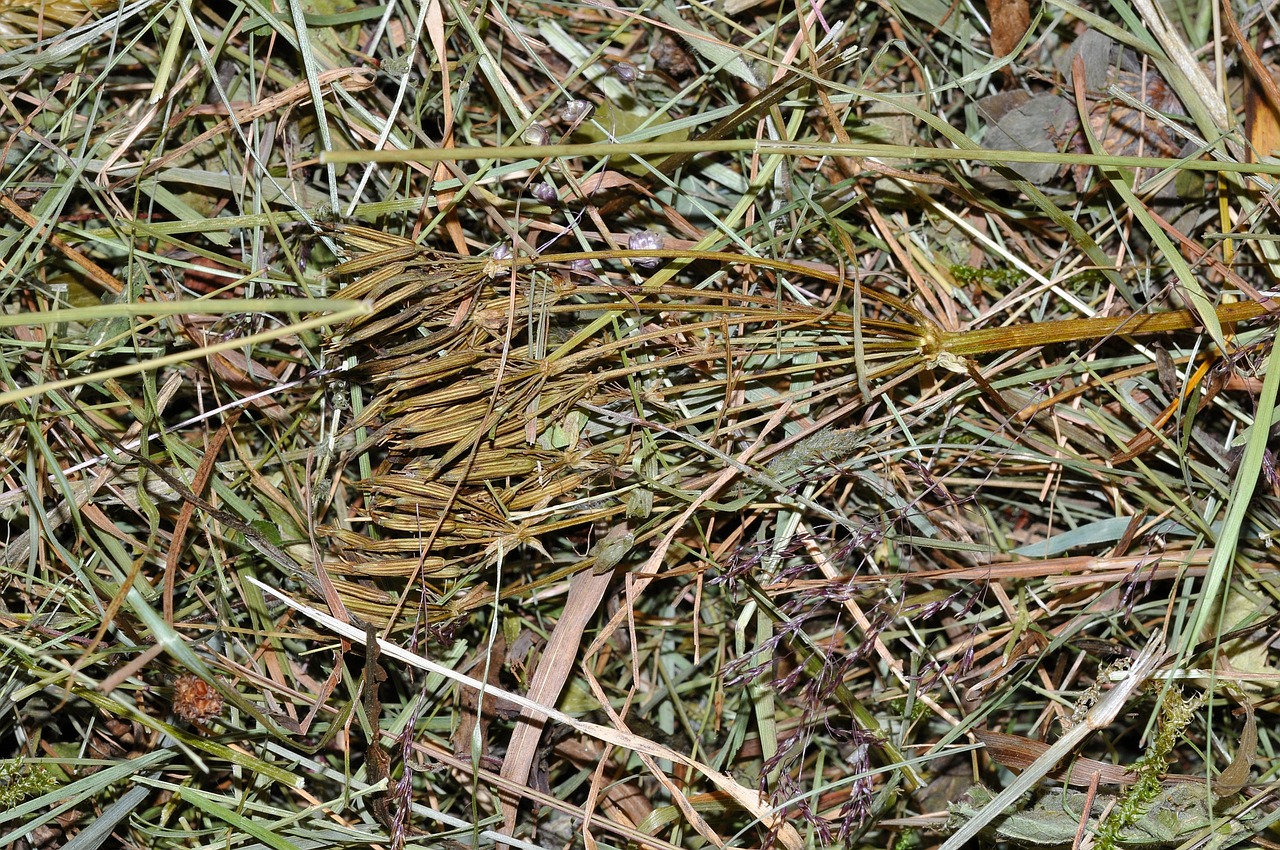 hay grass alpine meadows free photo