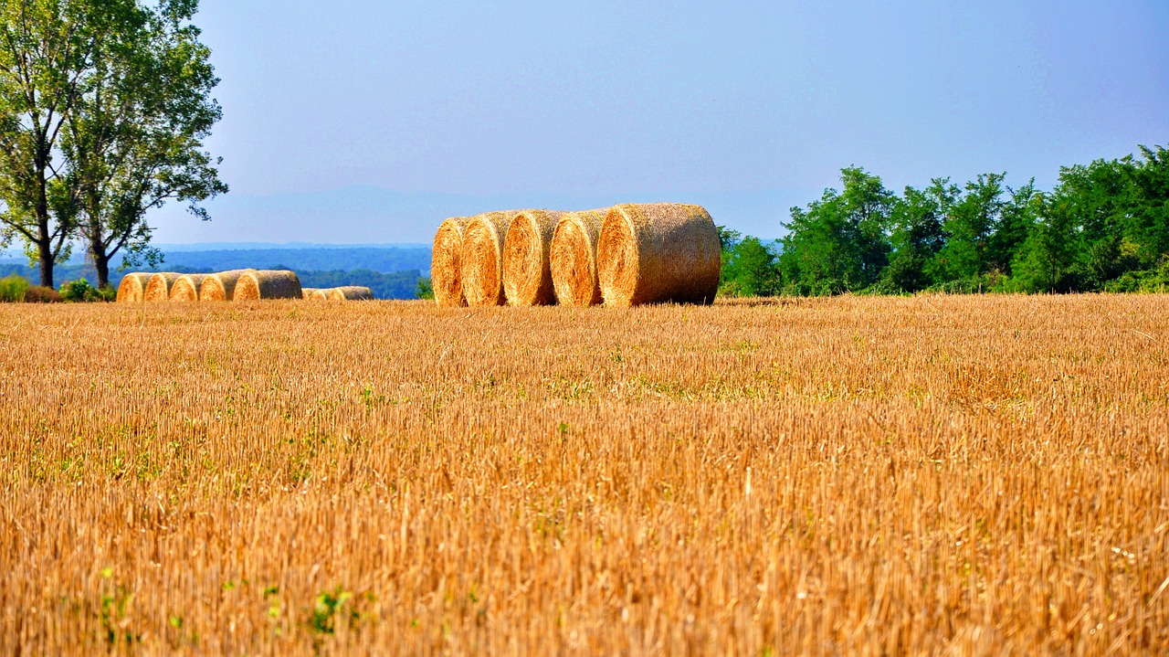 hay summer field free photo