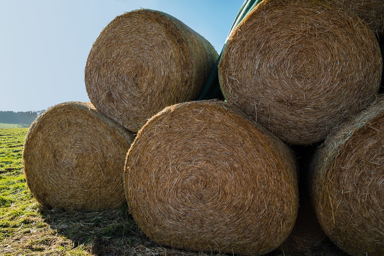 hay hay bales bale free photo