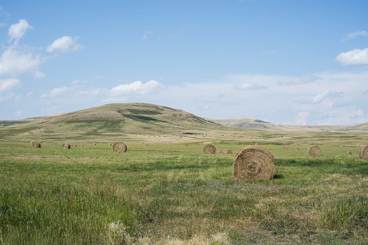 hay bales grass free photo