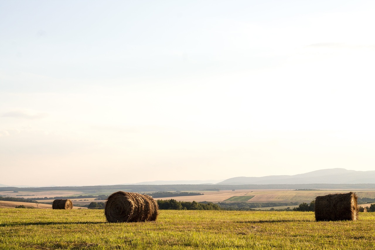 hay bales farm free photo