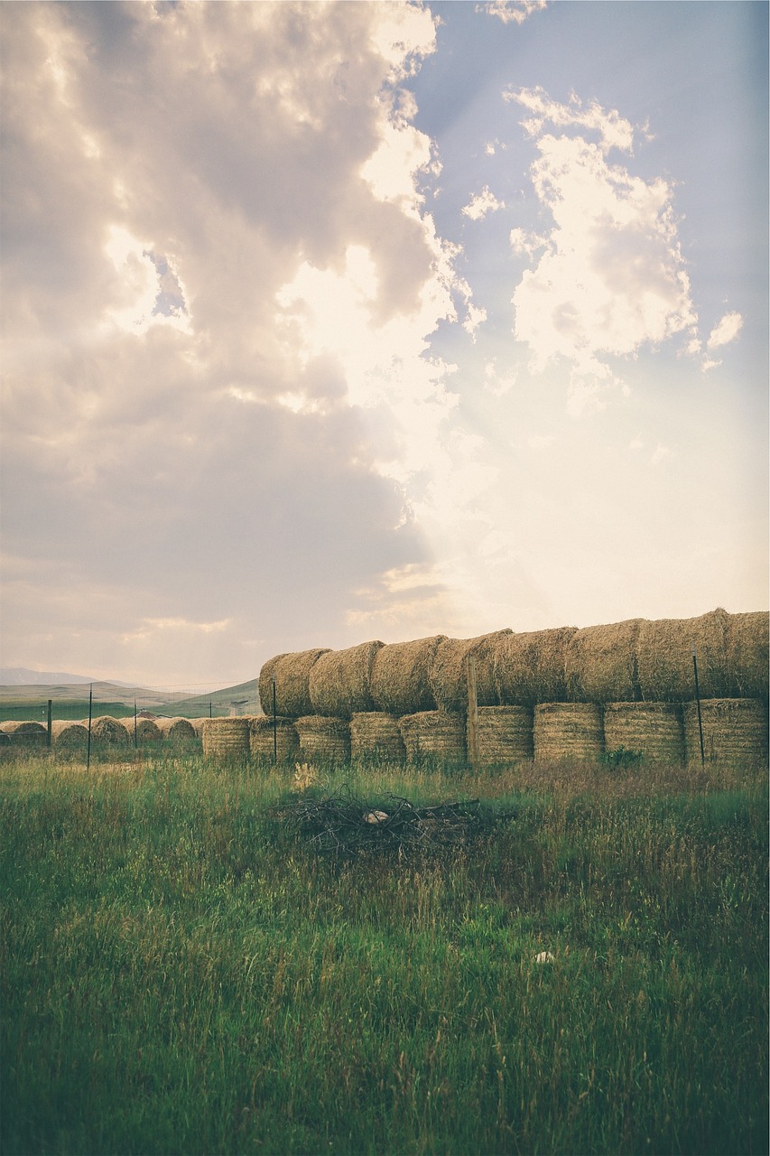 hay bales grass free photo