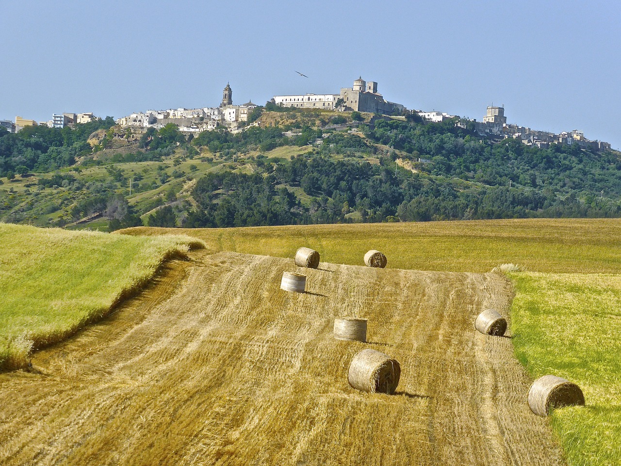 hay bales field free photo