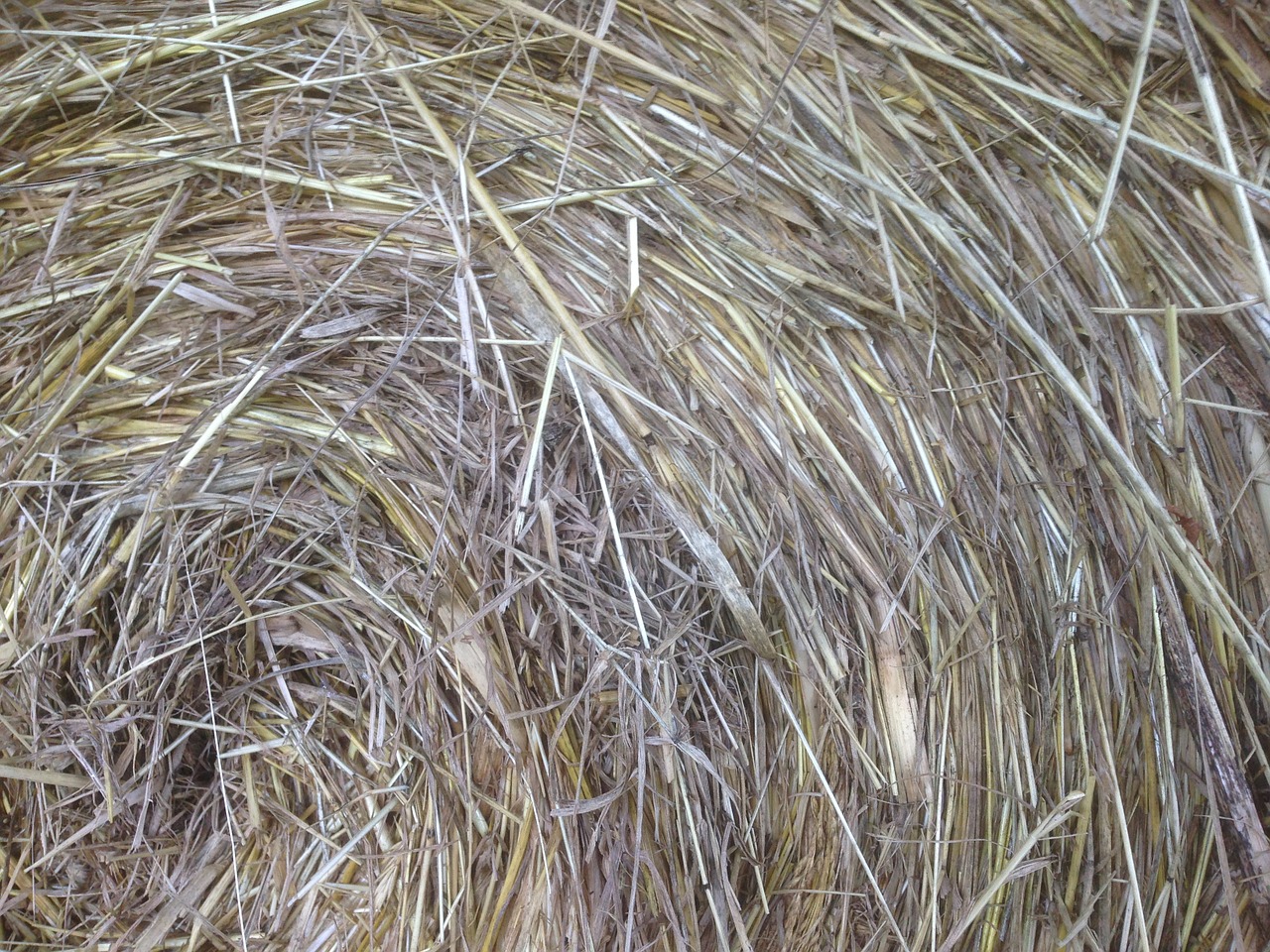 hay farm hay bale free photo
