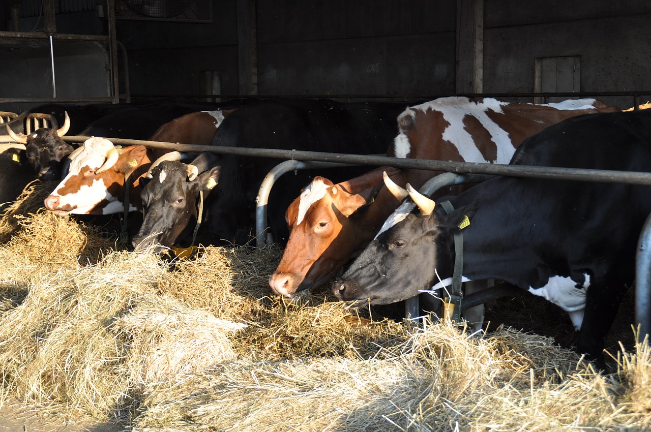 hay cows farm free photo