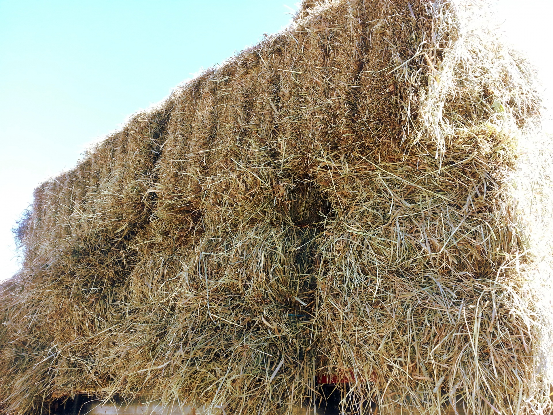 hay hay bale eat free photo