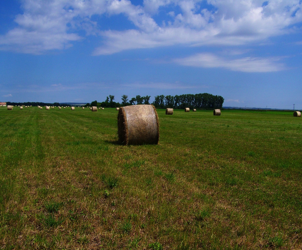 hay bale forage mown field free photo