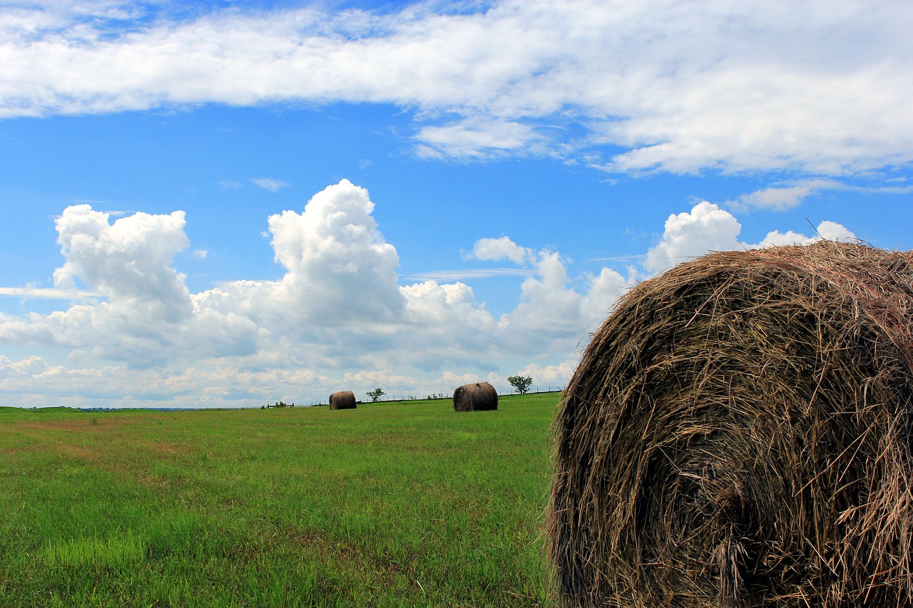 hay bale hay field free photo