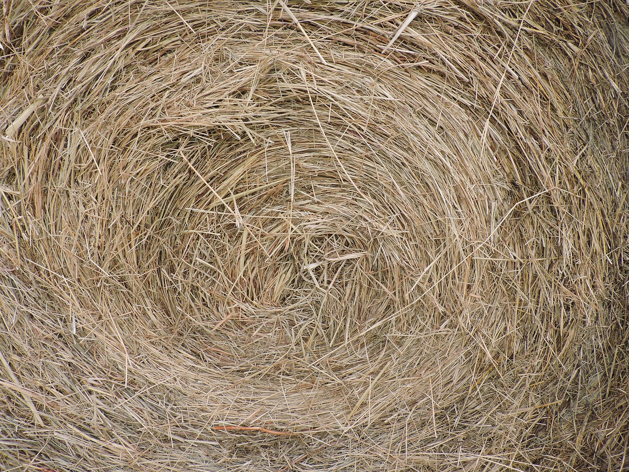 hay bale farm closeup free photo