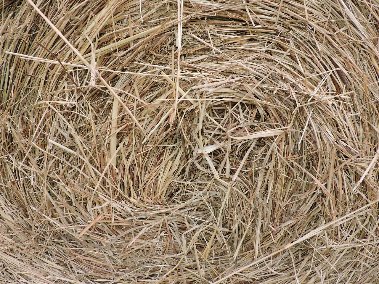 hay bale farm closeup free photo