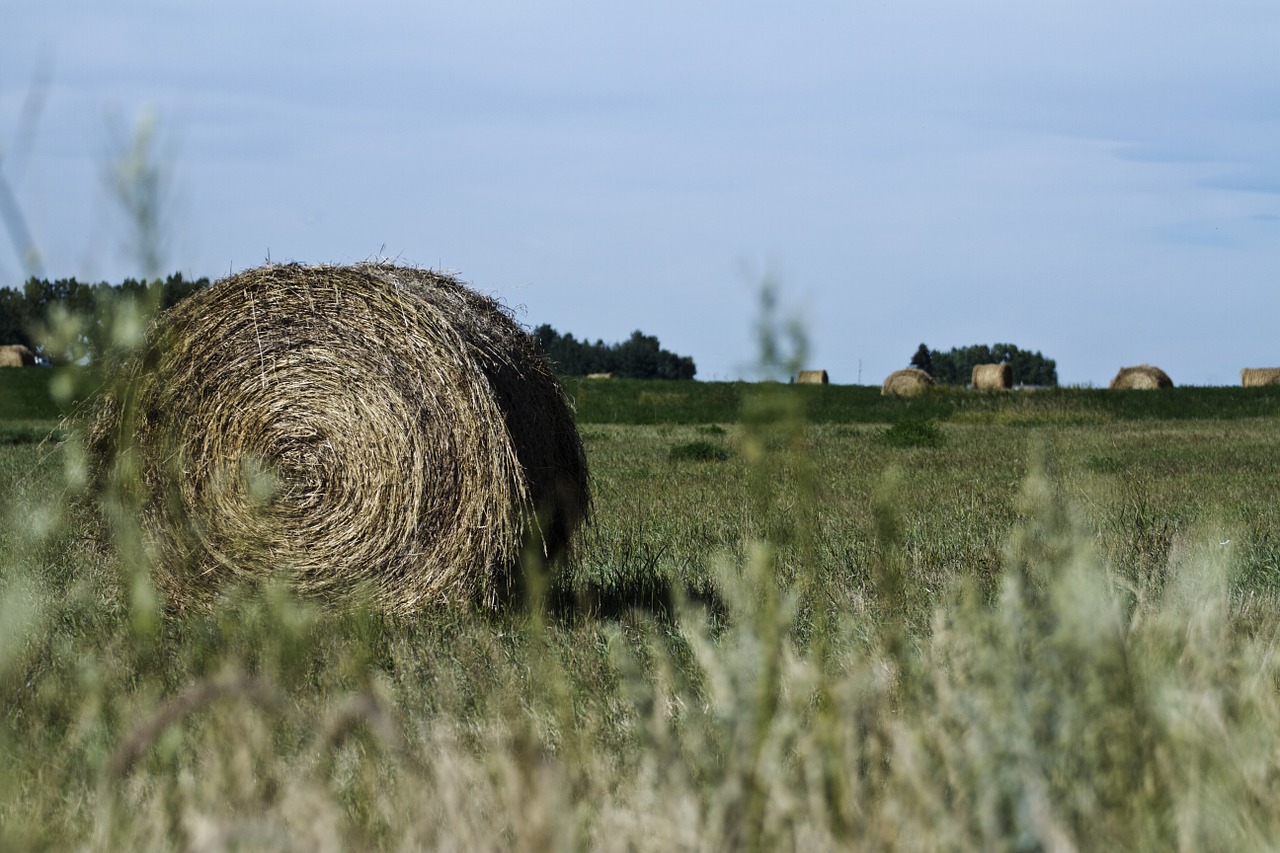 hay bale prairie hay free photo