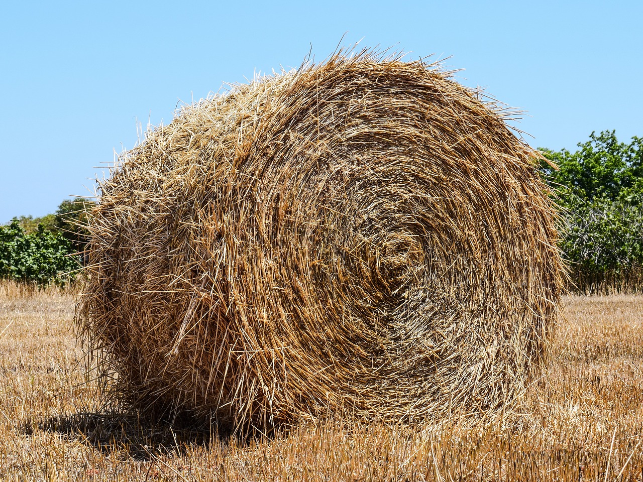 hay bale hay forage free photo