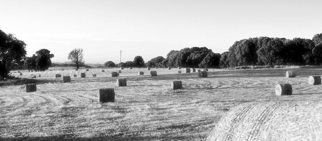 hay bale  farm  morning free photo