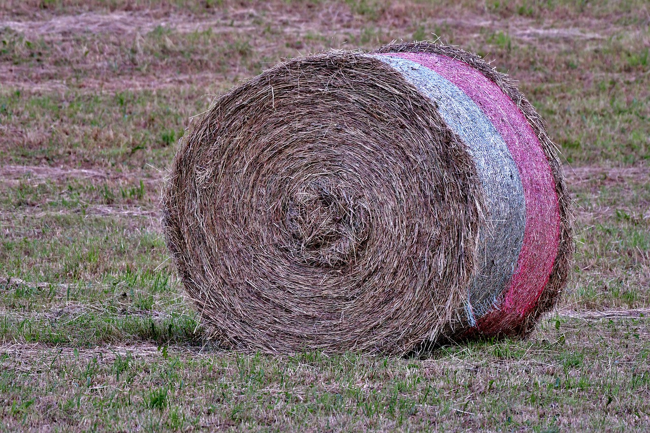 hay bale  harvest  grass free photo