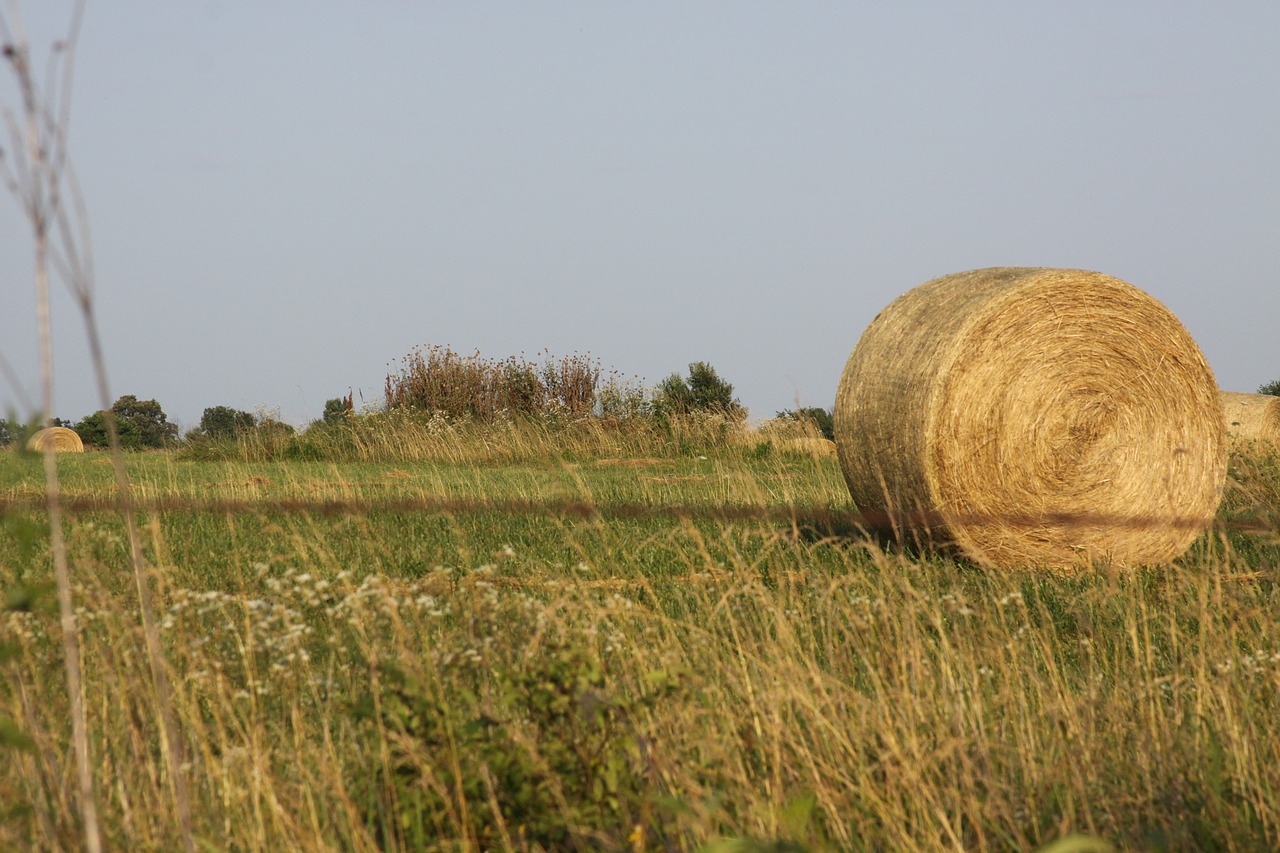 hay bale field hay free photo