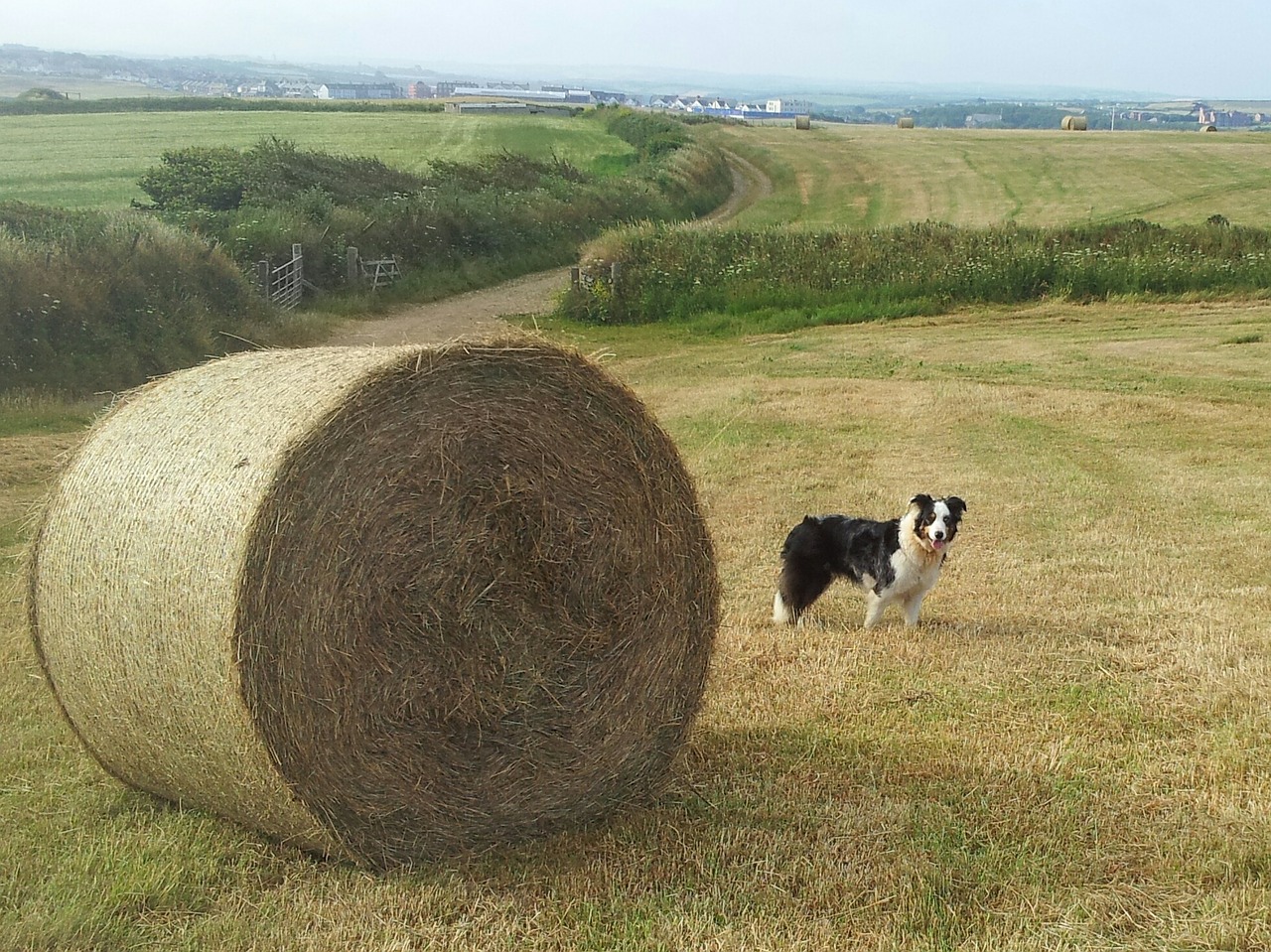 hay bale sheepdog collie free photo