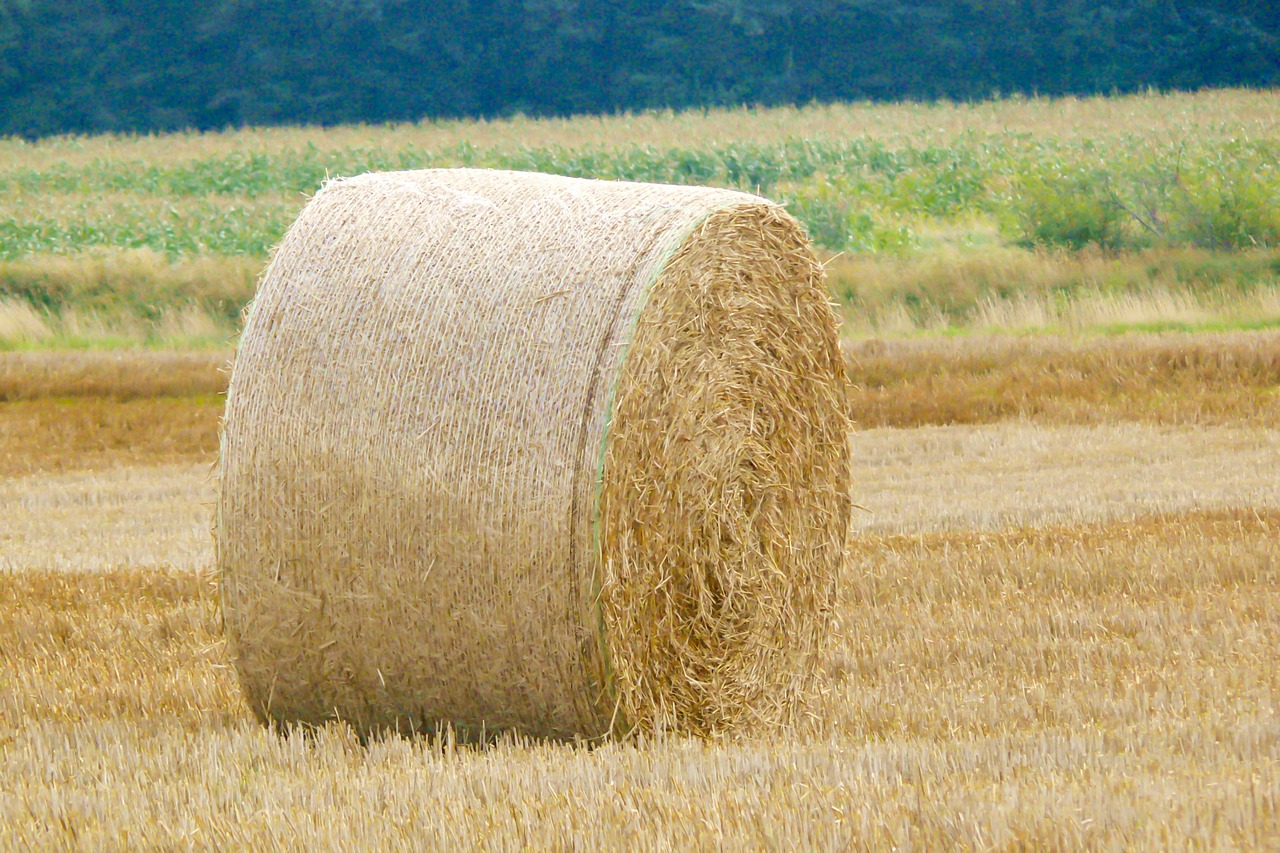hay bales hay agriculture free photo