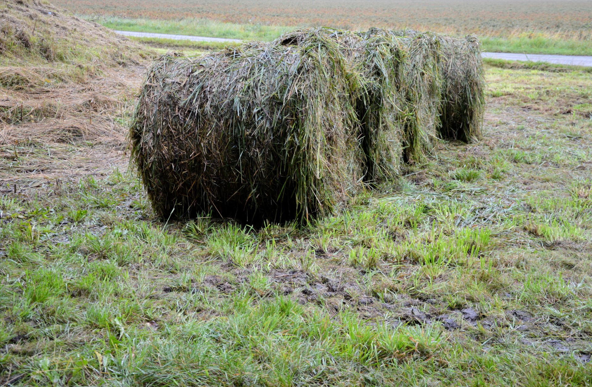 farm hay bales free photo