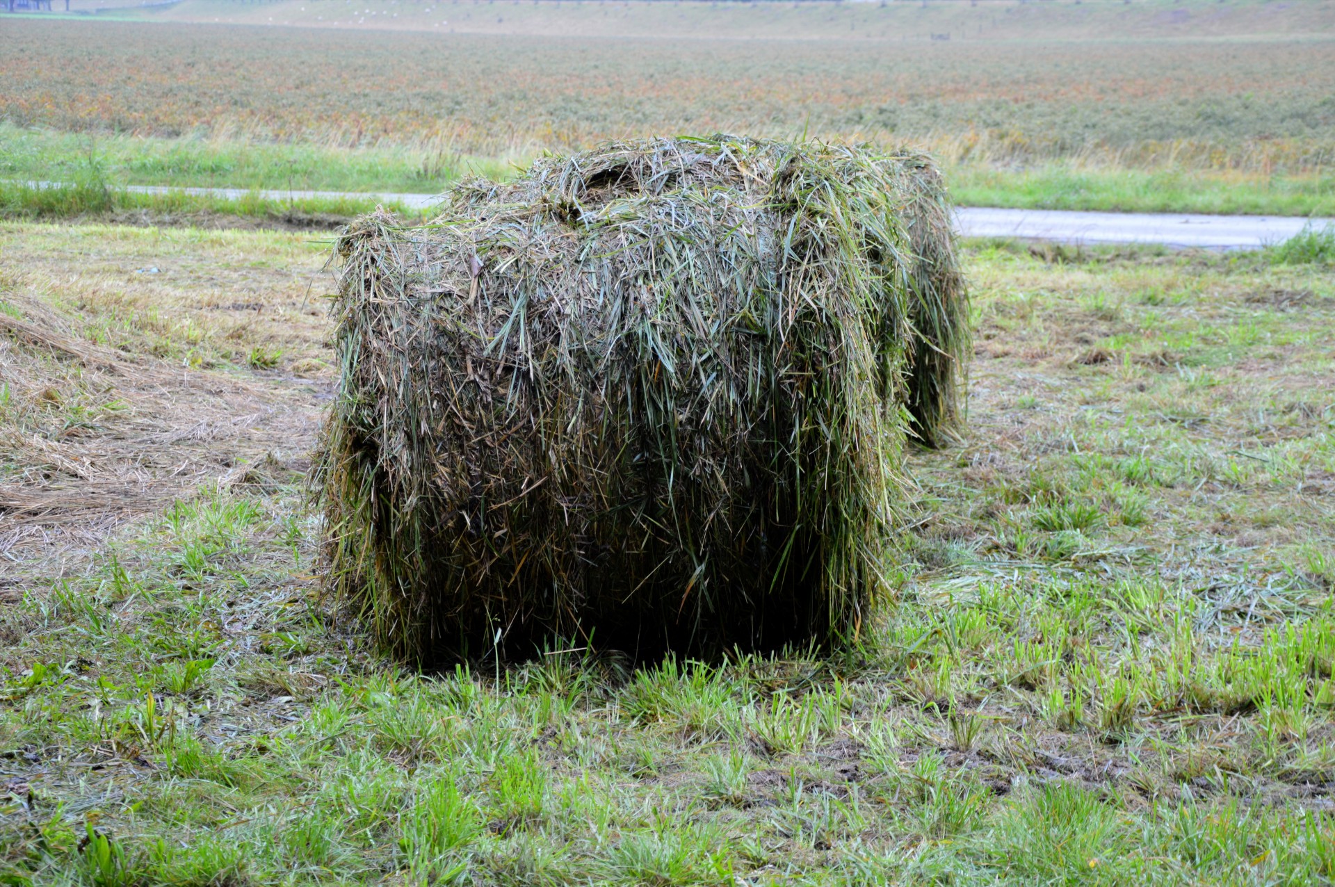 farm hay bales free photo