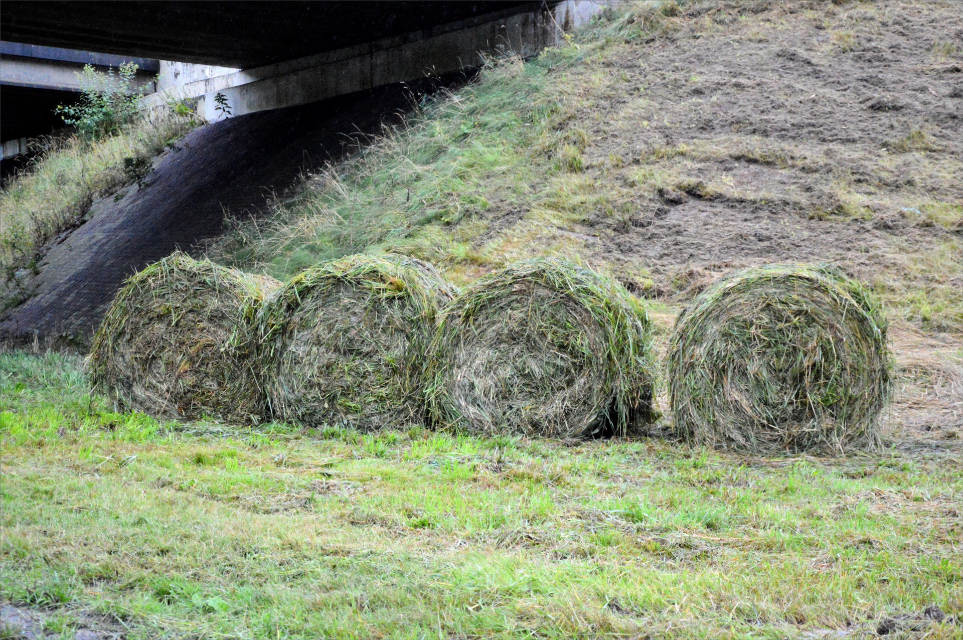 farm hay bales free photo