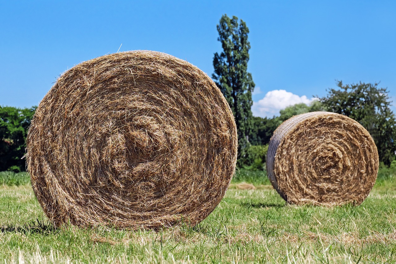 hay bales field hay free photo