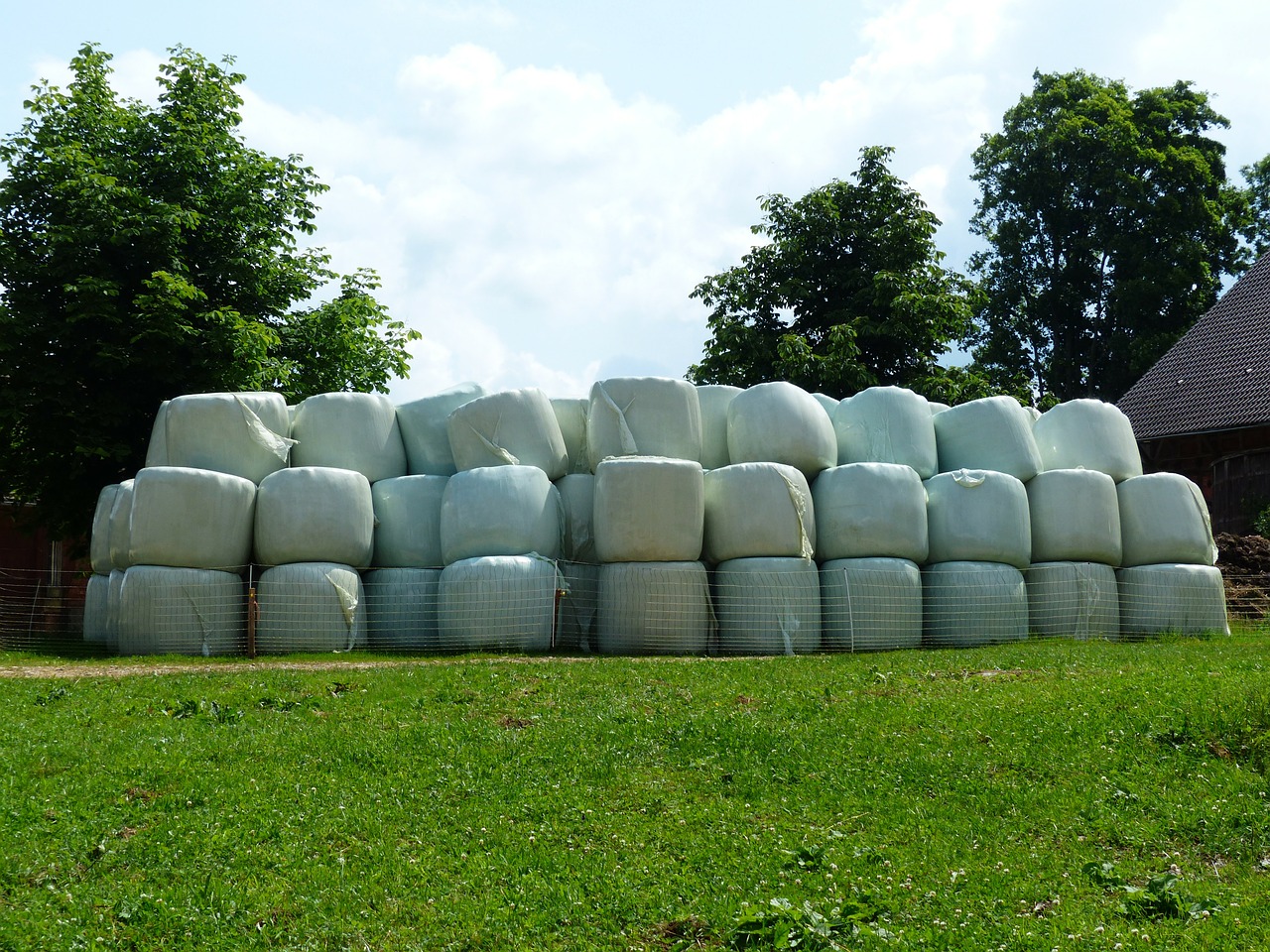 hay bales straw bales agriculture free photo