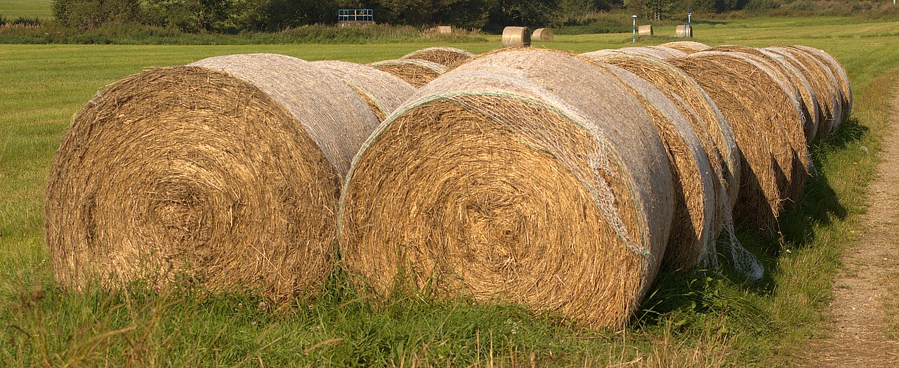 hay bales summer agriculture free photo