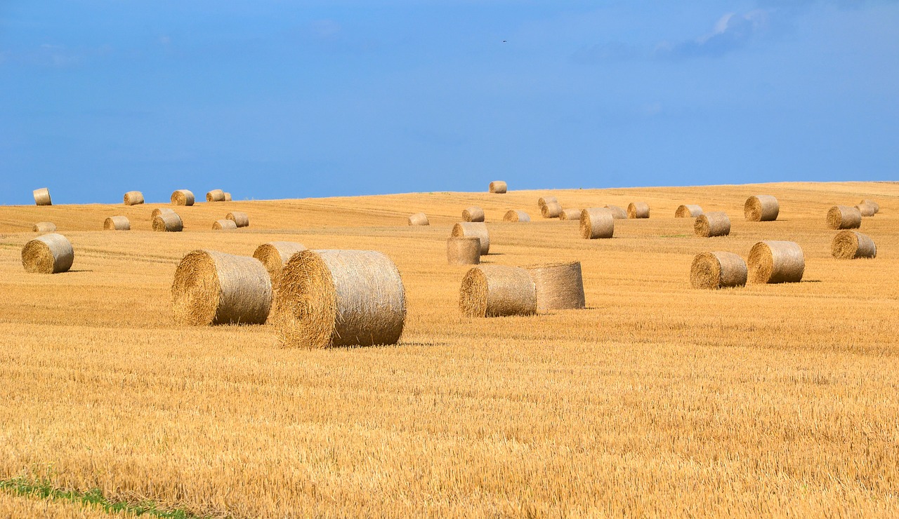 hay bales hay straw bales free photo