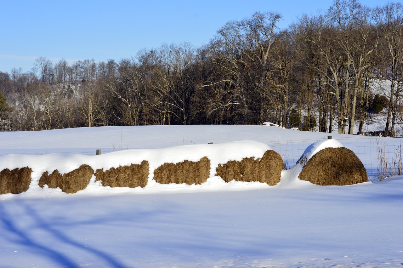 hay bales snow farm free photo